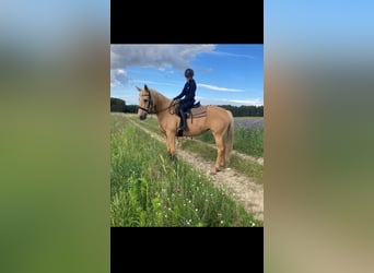 Meer warmbloeden, Merrie, 8 Jaar, 165 cm, Palomino