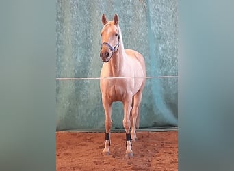 Meer warmbloeden, Merrie, 8 Jaar, 165 cm, Palomino