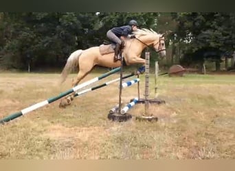 Meer warmbloeden, Merrie, 8 Jaar, 165 cm, Palomino