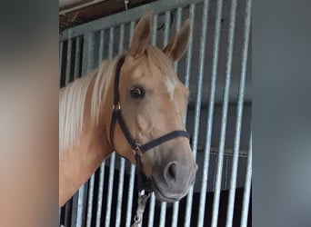 Meer warmbloeden, Merrie, 8 Jaar, 165 cm, Palomino