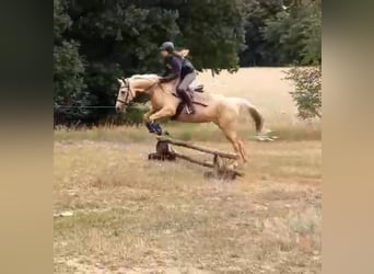 Meer warmbloeden, Merrie, 8 Jaar, 165 cm, Palomino