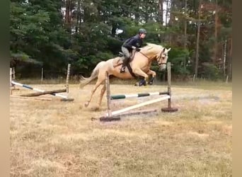 Meer warmbloeden, Merrie, 8 Jaar, 165 cm, Palomino