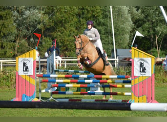 Meer warmbloeden, Merrie, 8 Jaar, 165 cm, Palomino