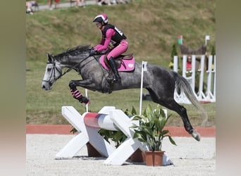 Meer warmbloeden, Merrie, 8 Jaar, 167 cm, Schimmel