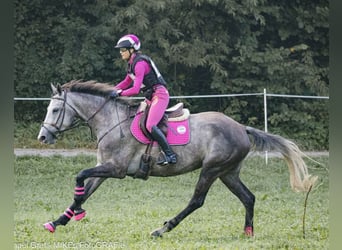 Meer warmbloeden, Merrie, 8 Jaar, 167 cm, Schimmel