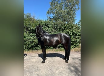 Meer warmbloeden, Merrie, 8 Jaar, 168 cm, Zwart