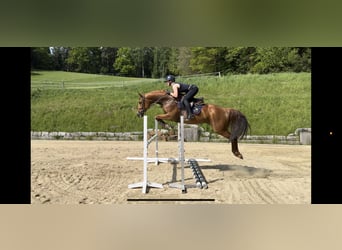 Meer warmbloeden, Merrie, 8 Jaar, 169 cm, Vos