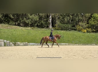 Meer warmbloeden, Merrie, 8 Jaar, 169 cm, Vos