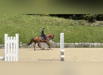 Weitere Warmblüter, Stute, 8 Jahre, 169 cm, Fuchs