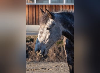 Meer warmbloeden, Merrie, 8 Jaar