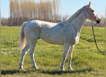 Meer warmbloeden, Merrie, 9 Jaar, 154 cm, Schimmel
