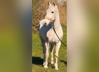 Meer warmbloeden, Merrie, 9 Jaar, 154 cm, Schimmel