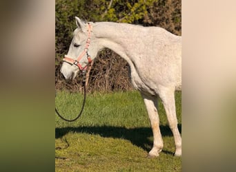 Meer warmbloeden, Merrie, 9 Jaar, 154 cm, Schimmel