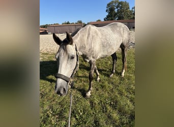 Meer warmbloeden, Merrie, 9 Jaar, 154 cm, Schimmel