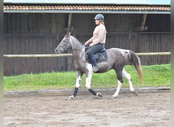 Meer warmbloeden, Merrie, 9 Jaar, 160 cm, Blauwschimmel