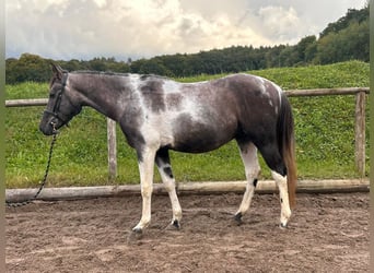 Meer warmbloeden, Merrie, 9 Jaar, 160 cm, Blauwschimmel