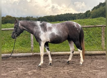 Meer warmbloeden, Merrie, 9 Jaar, 160 cm, Blauwschimmel