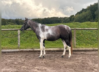 Meer warmbloeden, Merrie, 9 Jaar, 160 cm, Blauwschimmel