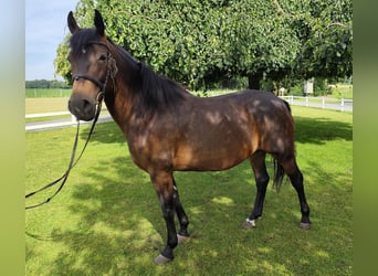 Meer warmbloeden, Merrie, 9 Jaar, 160 cm, Donkerbruin