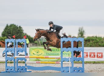 Meer warmbloeden, Merrie, 9 Jaar, 163 cm, Roodbruin