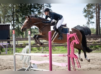 Meer warmbloeden, Merrie, 9 Jaar, 163 cm, Roodbruin