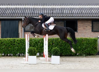 Meer warmbloeden, Merrie, 9 Jaar, 165 cm, Donkerbruin