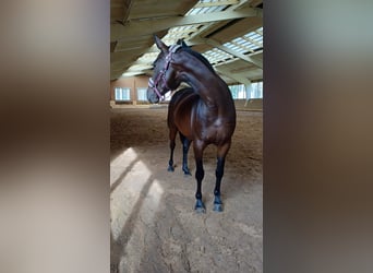 Meer warmbloeden, Merrie, 9 Jaar, 165 cm, Roodbruin