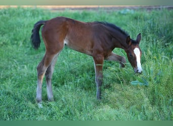 Meer warmbloeden Mix, Merrie, Veulen (07/2025), 125 cm, Roodbruin