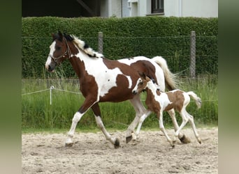 Meer warmbloeden, Merrie, , 162 cm, Gevlekt-paard
