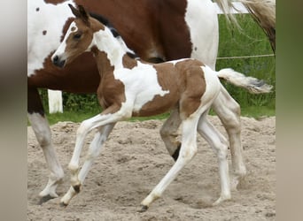 Meer warmbloeden, Merrie, , 162 cm, Gevlekt-paard