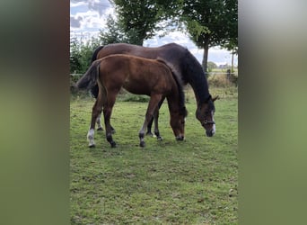 Meer warmbloeden, Merrie, Veulen (04/2026), 165 cm, Bruin