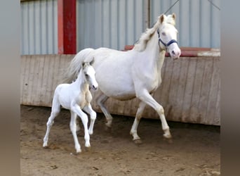 Meer warmbloeden, Merrie, Veulen (03/2026), 165 cm, Gevlekt-paard