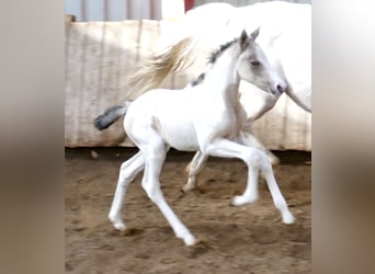 Meer warmbloeden, Merrie, Veulen (03/2026), 165 cm, Gevlekt-paard
