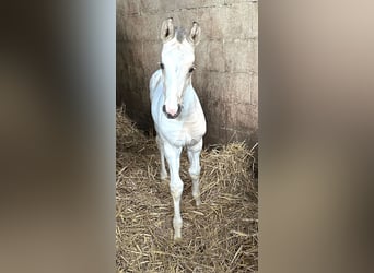 Meer warmbloeden, Merrie, Veulen (03/2026), 167 cm, Gevlekt-paard