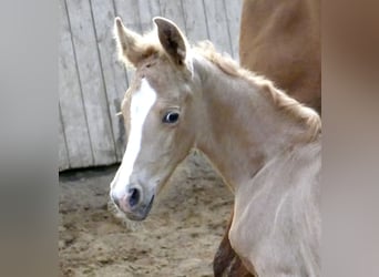 Meer warmbloeden, Merrie, Veulen (02/2026), 167 cm, Palomino