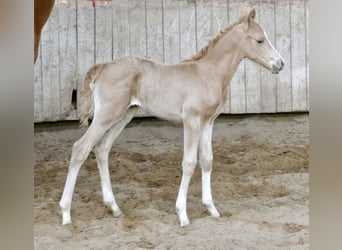 Meer warmbloeden, Merrie, Veulen (02/2026), 167 cm, Palomino