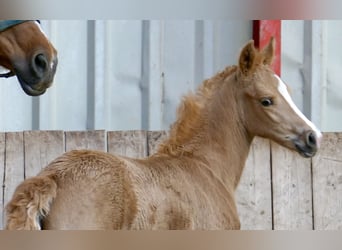 Meer warmbloeden, Merrie, Veulen (02/2026), 167 cm, Palomino