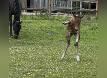 Meer warmbloeden, Merrie, Veulen (05/2025), 168 cm, Bruin