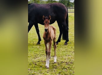 Meer warmbloeden, Merrie, Veulen (05/2025), 168 cm, Bruin