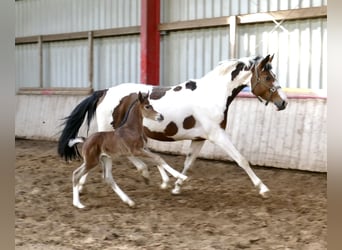 Meer warmbloeden, Merrie, Veulen (03/2026), 168 cm, Bruin