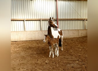 Meer warmbloeden, Merrie, Veulen (03/2026), 168 cm, Bruin