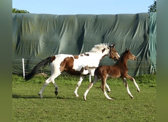 Meer warmbloeden, Merrie, Veulen (03/2026), 168 cm, Bruin