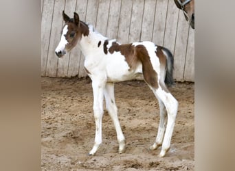 Meer warmbloeden, Merrie, veulen (03/2024), 168 cm, Gevlekt-paard