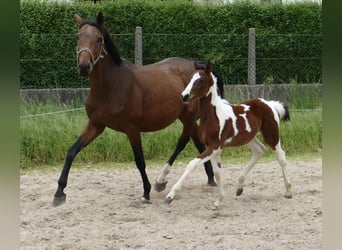 Meer warmbloeden, Merrie, veulen (03/2024), 168 cm, Gevlekt-paard
