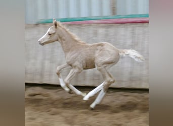 Meer warmbloeden, Merrie, , 168 cm, Palomino