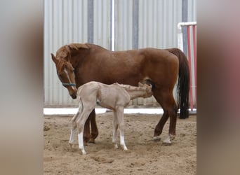 Meer warmbloeden, Merrie, , 168 cm, Palomino