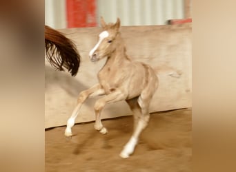 Meer warmbloeden, Merrie, , 168 cm, Palomino