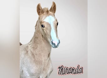 Meer warmbloeden, Merrie, , 168 cm, Palomino