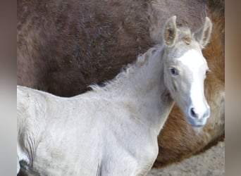 Meer warmbloeden, Merrie, , 168 cm, Palomino