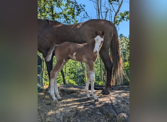 Meer warmbloeden, Merrie, veulen (06/2024), 168 cm, Sabino